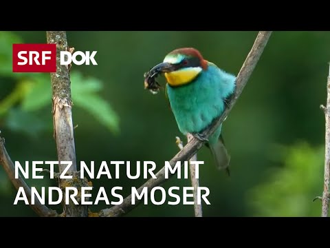 Artenvielfalt der Schweiz | Der Sinn der Vielfalt | NETZ NATUR mit Andreas Moser | DOK | SRF Wissen